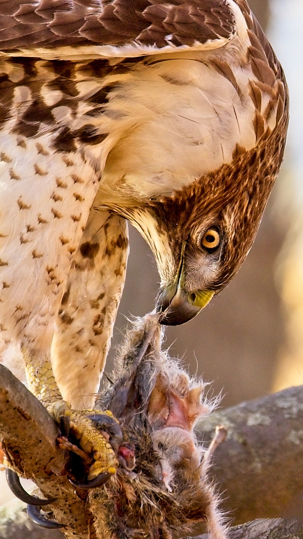 Melanie Morrison – Hawk eating its prey – 1st
